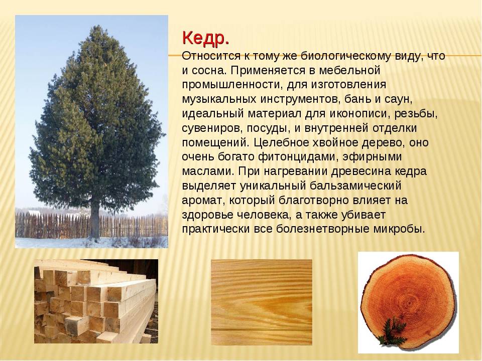 Дерево для строительства дома - обзор строительного материала
