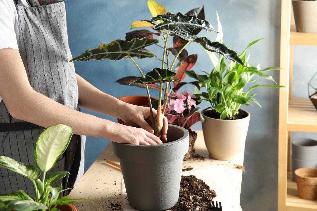 Основные правила посадки домашних растений