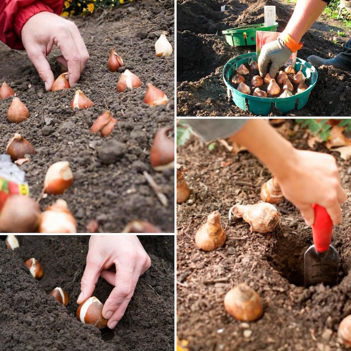 Как вырастить тюльпаны из луковиц на даче