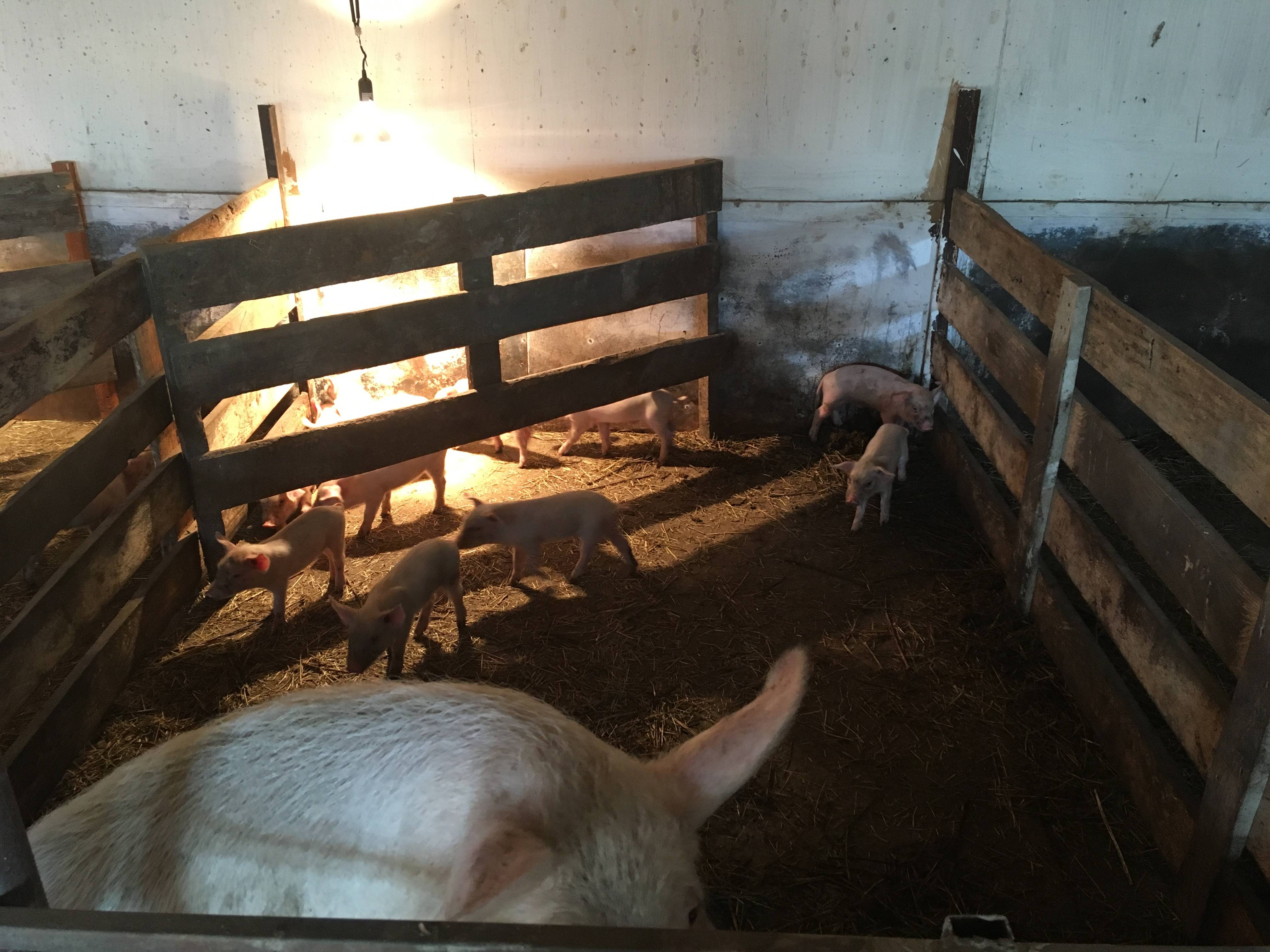 Свинарник на 10 голов: пошаговая инструкция