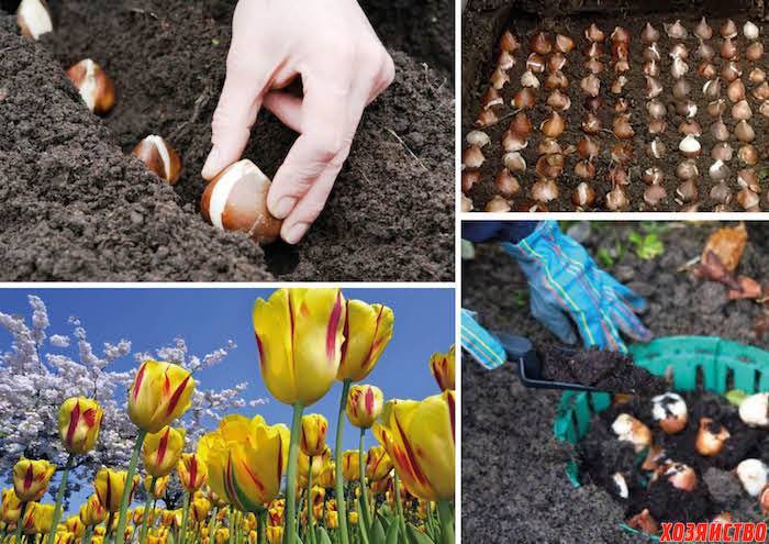 Как и когда сажать луковицы тюльпанов осенью в открытый грунт: сроки, правила, схемы