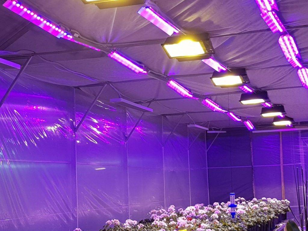 Фитолампы для теплиц: какие выбрать лампы для растений в теплицу и сделать свет 12 вольт, фитолампы для зимних теплиц для выращивания растений - отзывы видео, рассчитать освещение в теплице (мощность)