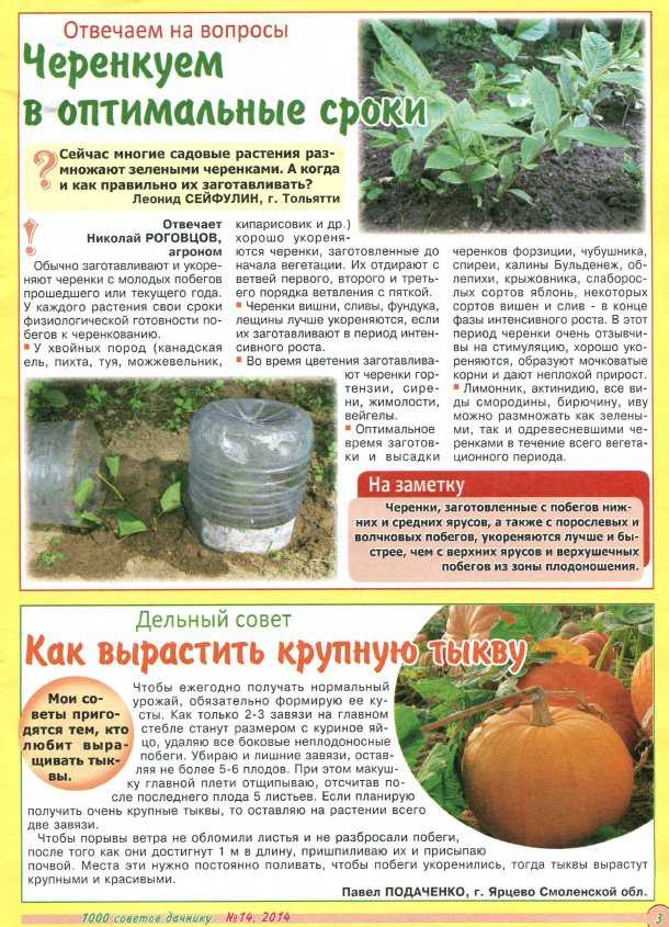 10+ лучших лайхаков для садоводов :: инфониак