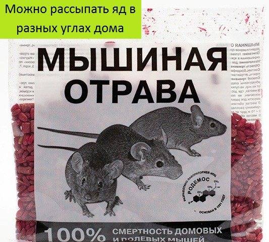 7 лучших способов, как избавиться от мышей в дачном доме навсегда