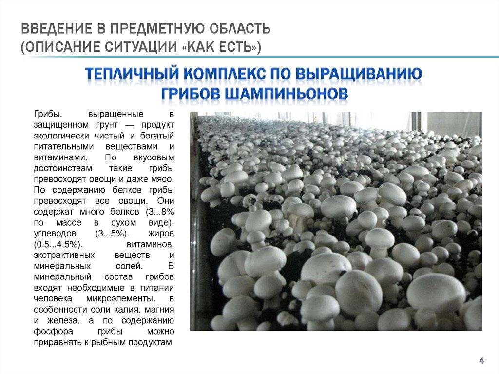Схема выращивания вешенок