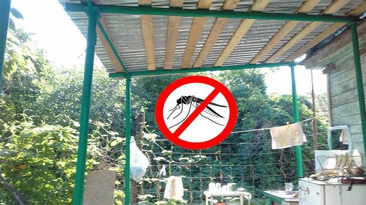 Как защитить от комаров дачу или участок