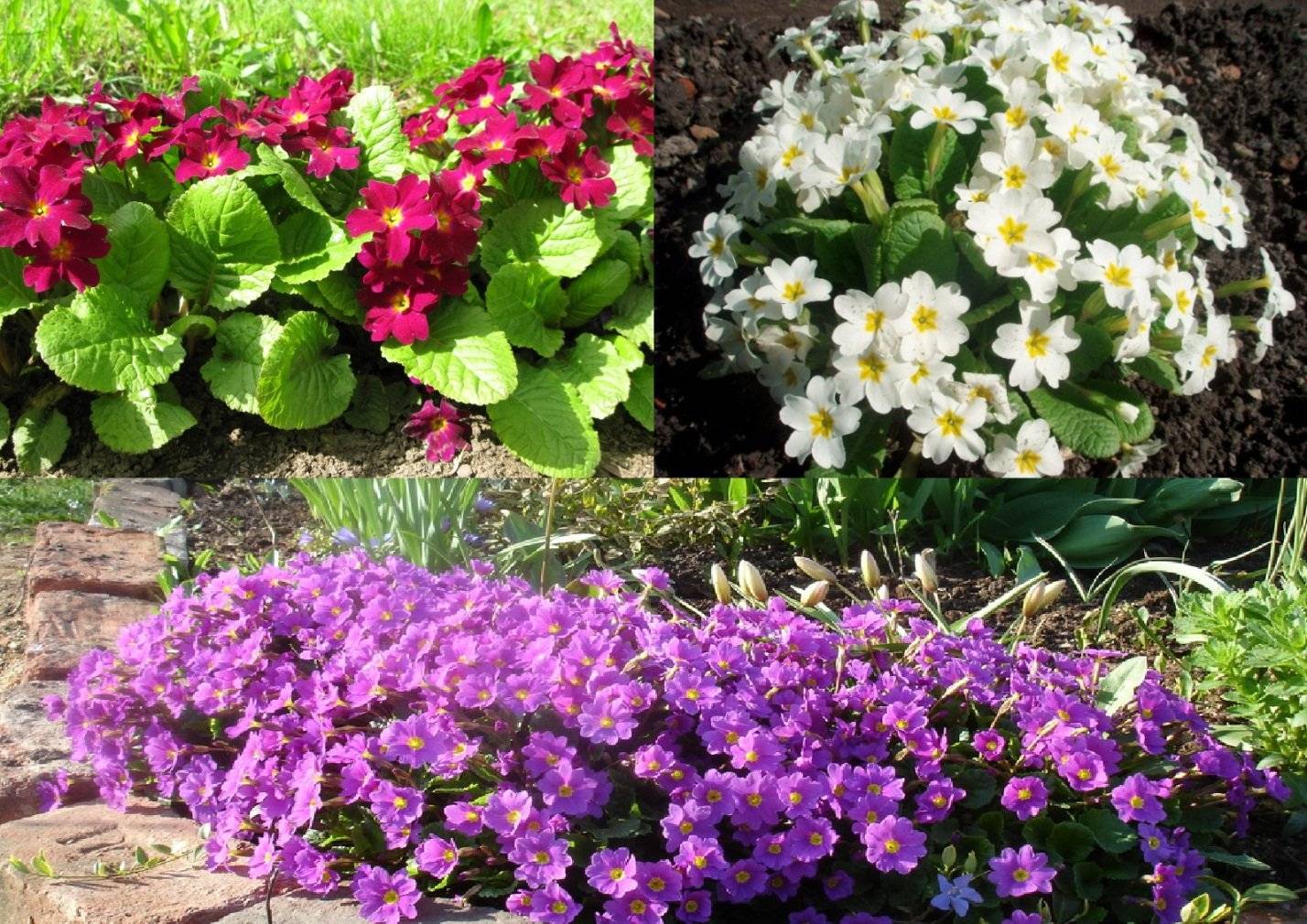 Топ 24 неприхотливых многолетника, цветущих все лето, фото с названиями
