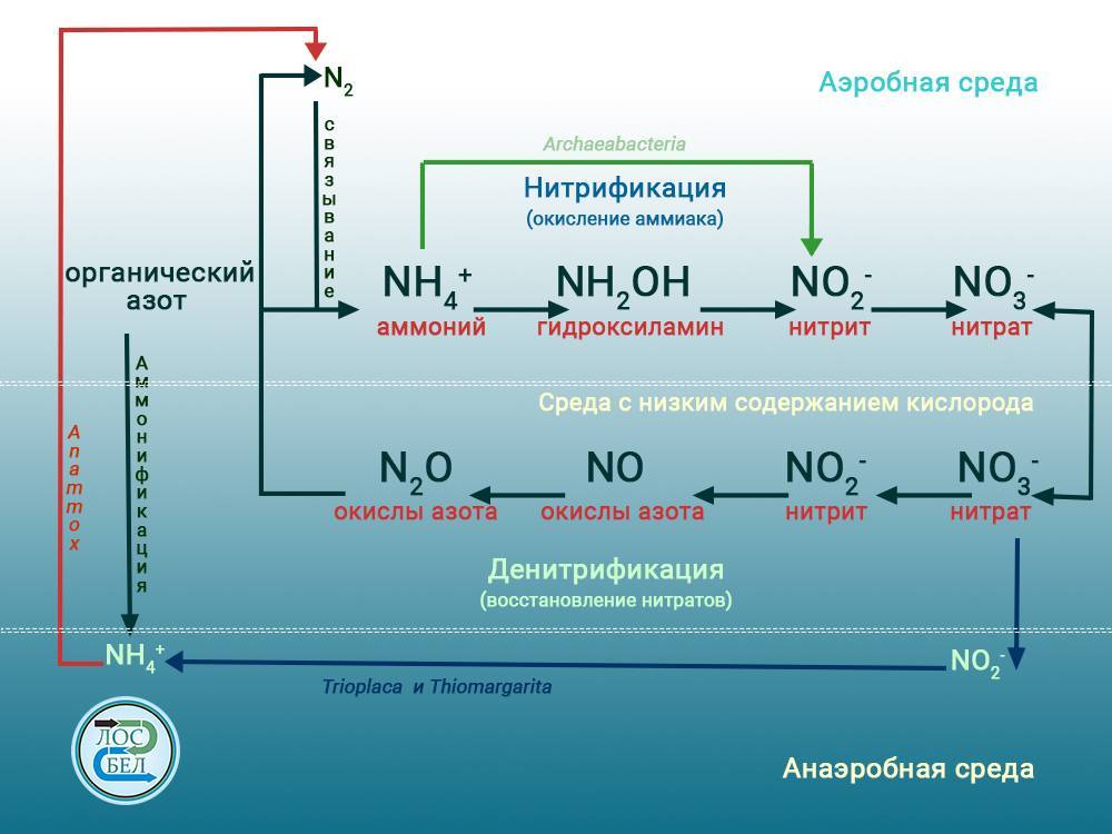 Схема нитрификации денитрификации