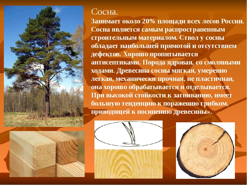 Как выбрать древесину для постройки дома - обзор пород древесины, рекомендации