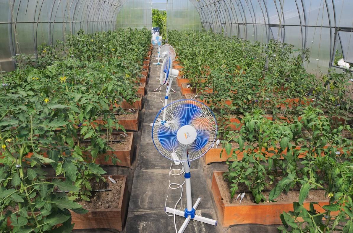 Как спасти урожай от перегрева в теплице: установка вентилятора и проветривание
