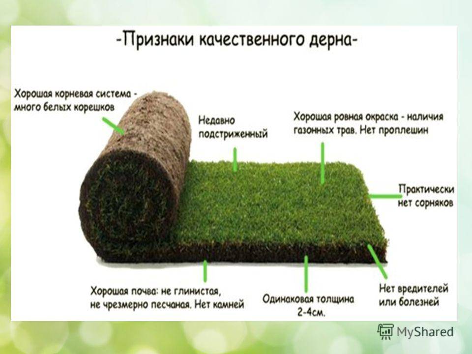 Как выбрать газонную траву для двора, дачи и посева на детской площадке