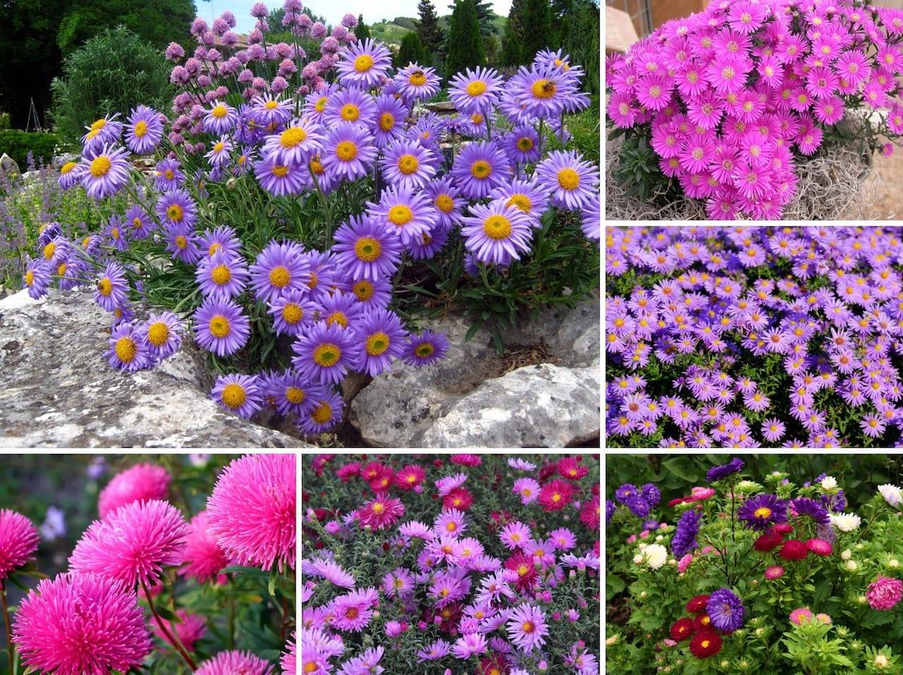 Цветы многолетники цветущие фото с названием для дачи
