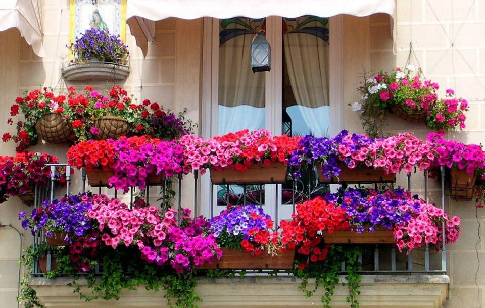Комнатные цветы которые можно высаживать на улицу на лето фото
