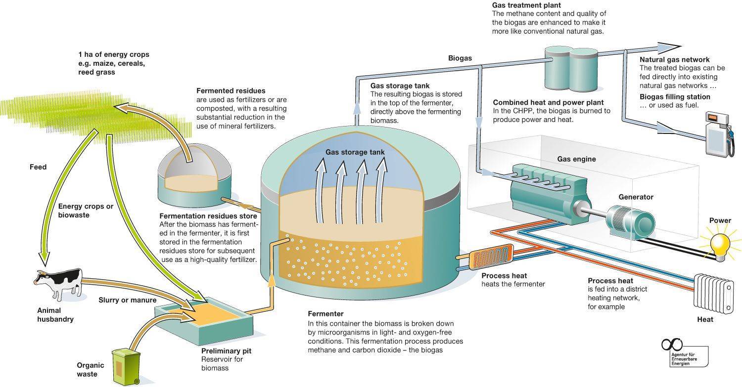 Acelga produce gases