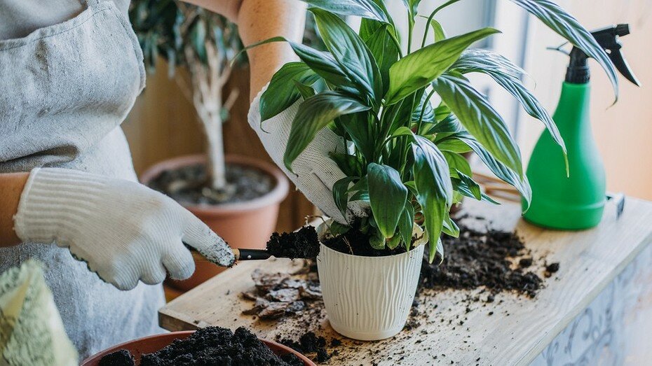 Правильная пересадка комнатных растений - как нужно пересаживать комнатные растения - советы от специалистов студии фитодизайна флорен