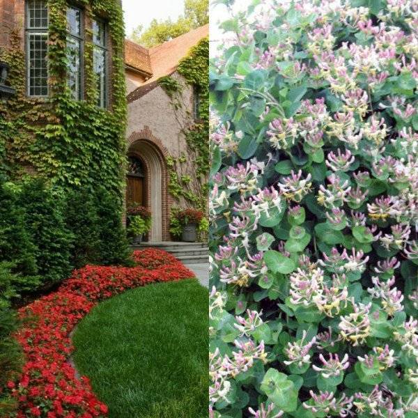 Цветущие вьющиеся растения для сада многолетние фото и названия