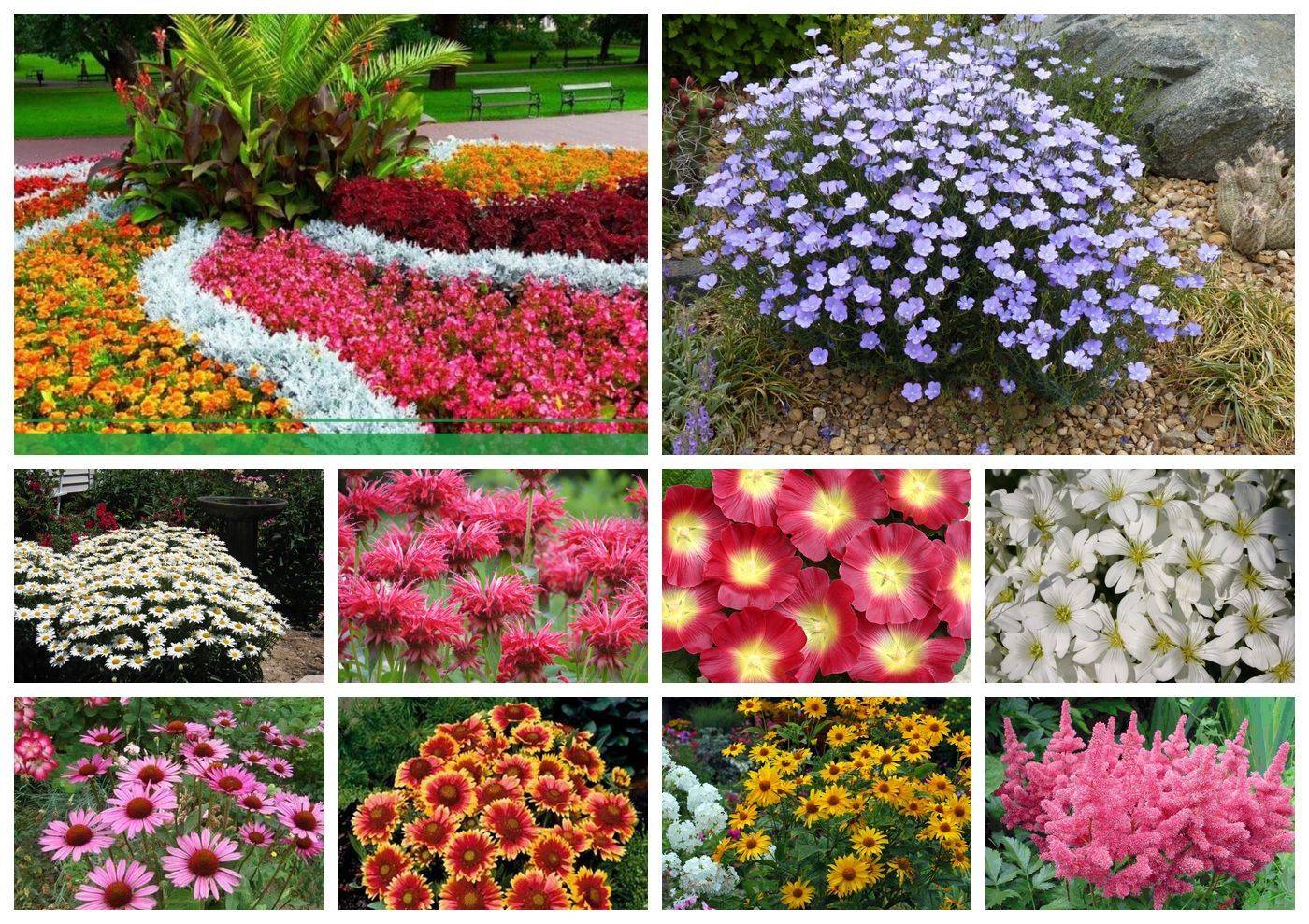 Многолетние цветы для дачи фото с названиями многолетники