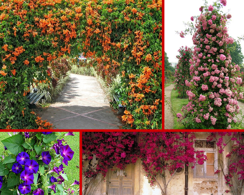 Цветы вьющиеся для сада многолетние фото и названия