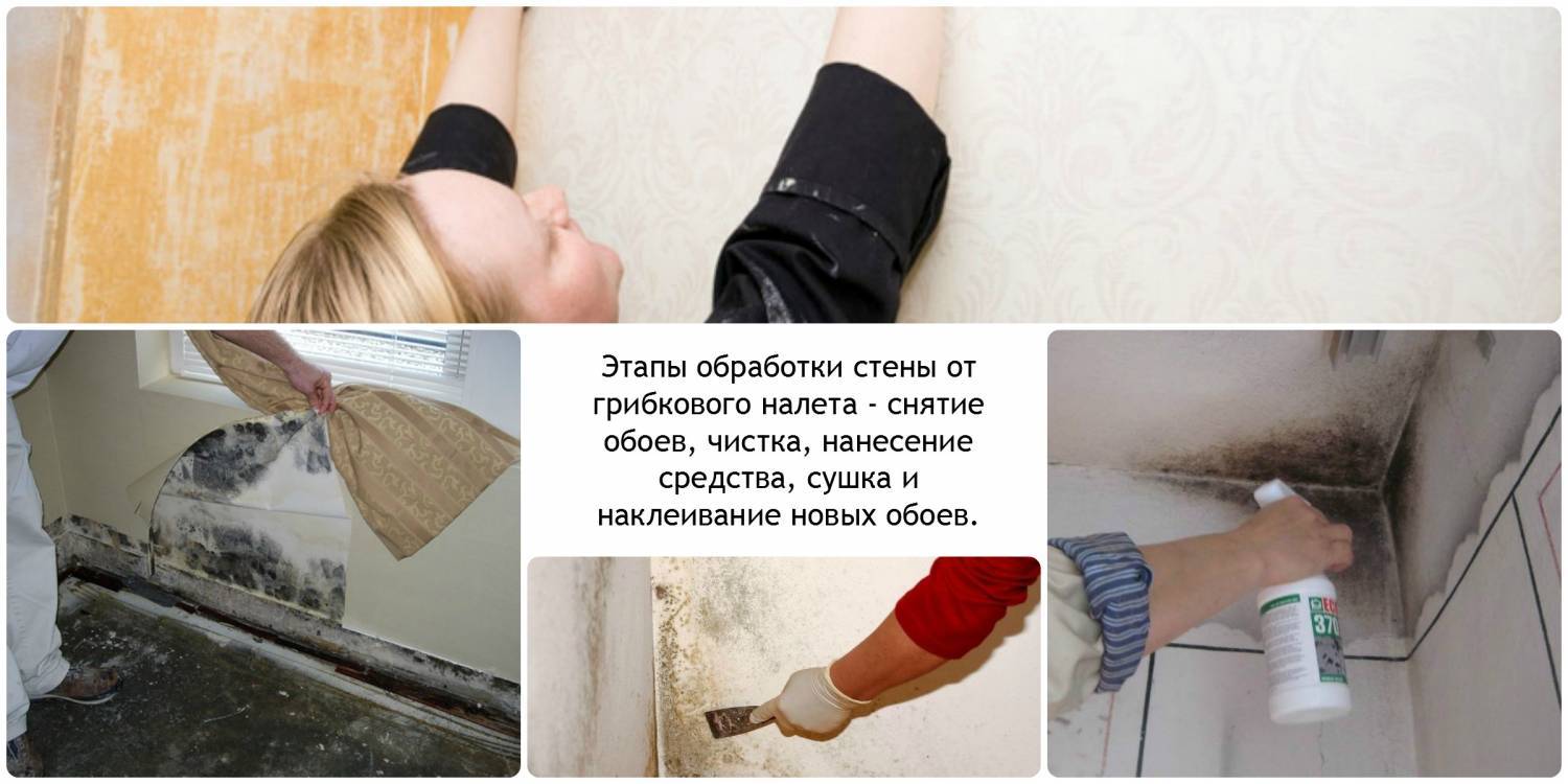 Лучшие способы убрать плесень с обоев, чтобы она не возникла снова