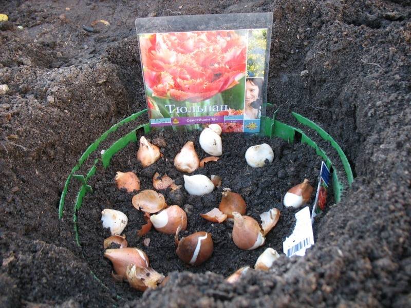 Когда сажать тюльпаны весной в открытый грунт луковицами