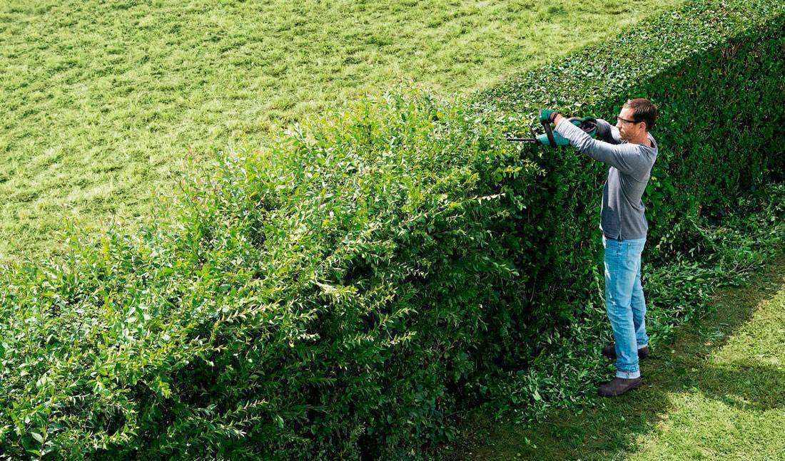 Как сделать живую изгородь на даче своими руками: фото и видео