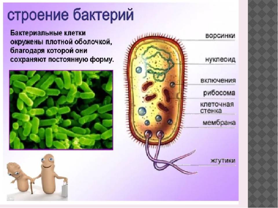 Бактерии, грибки и микробы в кондиционерах: как сберечь здоровье