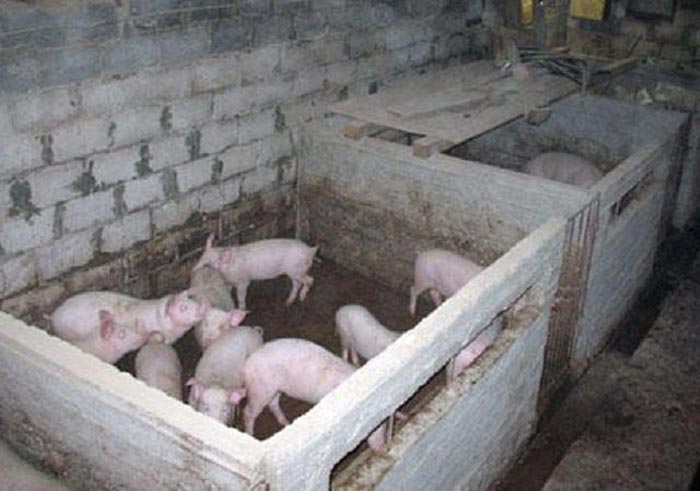 Свинарник своими руками, сарай для свиней, как построить свинарник