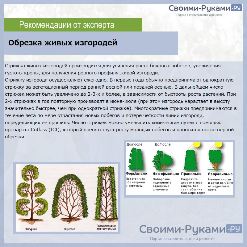 Живая изгородь из ивы своими руками – оригинальный забор при минимуме затрат