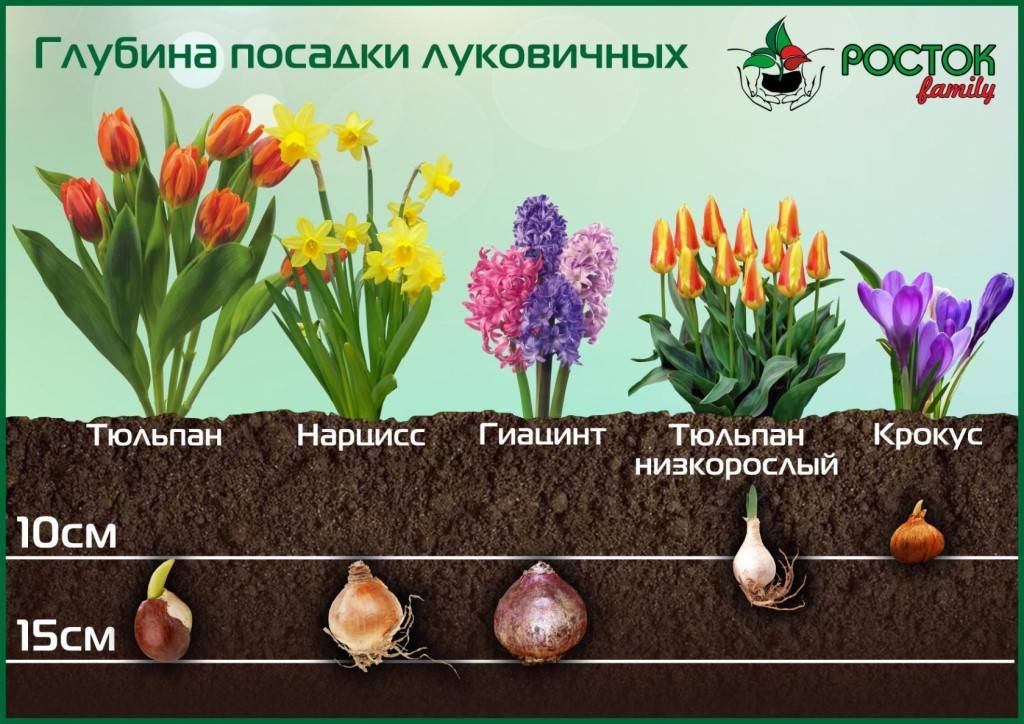 Тюльпаны: посадка и уход в открытом грунте после и до цветения, когда высаживать?