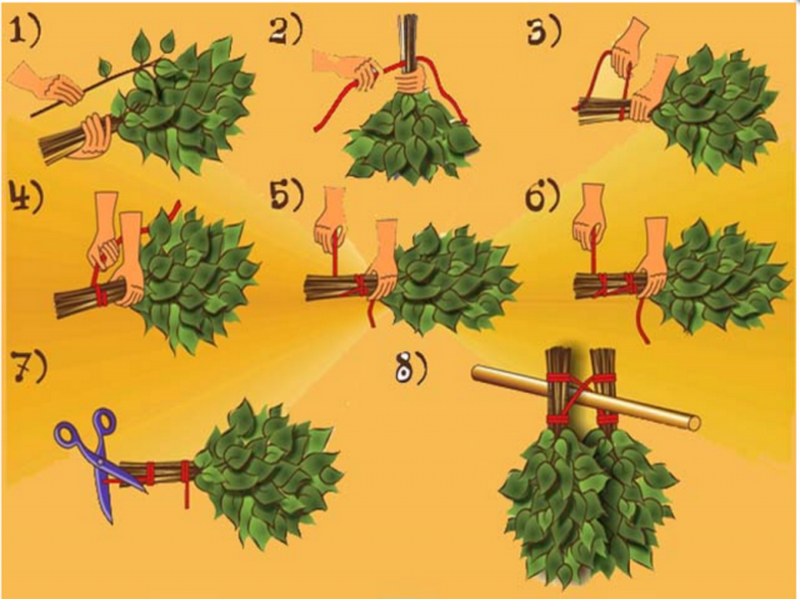 Когда нужно вязать березовые веники