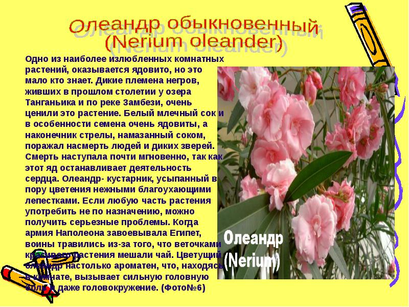 Олеандр: размножение, особенности выращивания и ухода, фото - sadovnikam.ru