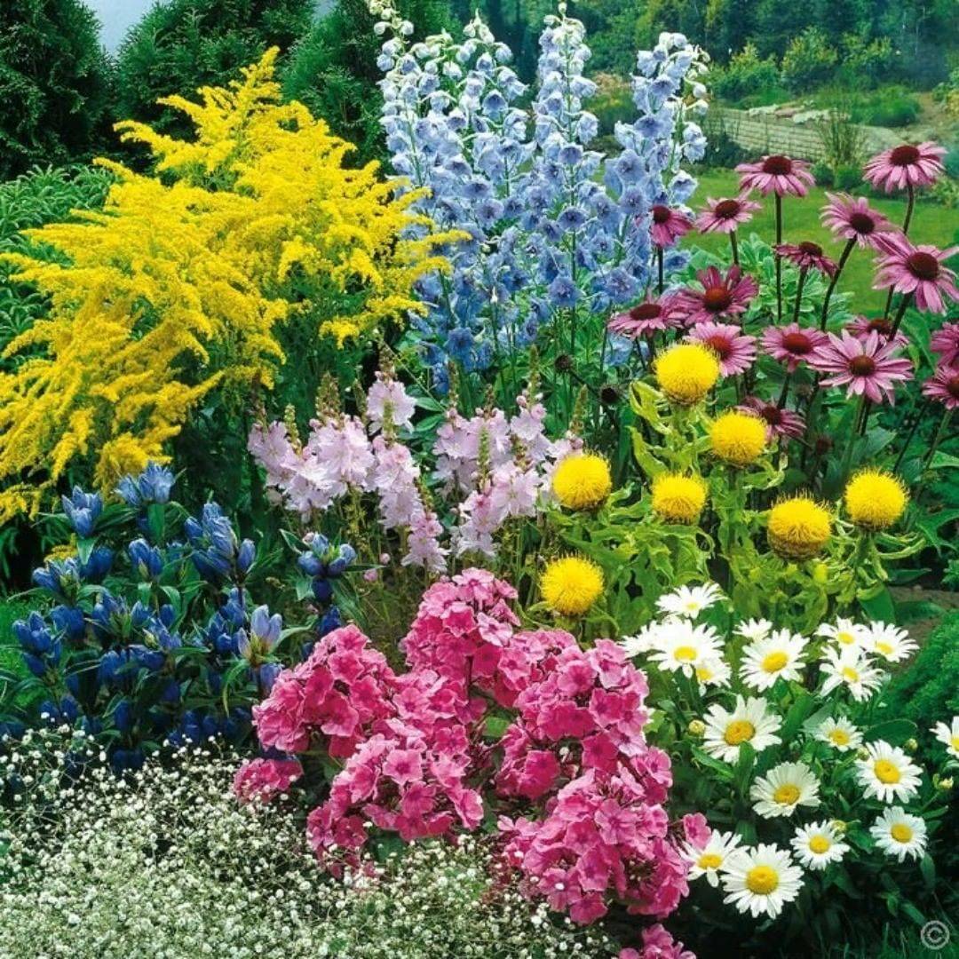 Цветники и клумбы своими руками на даче цветущие все лето