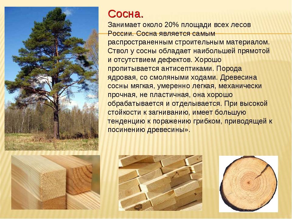 Породы древесины: таблица, виды, классификация