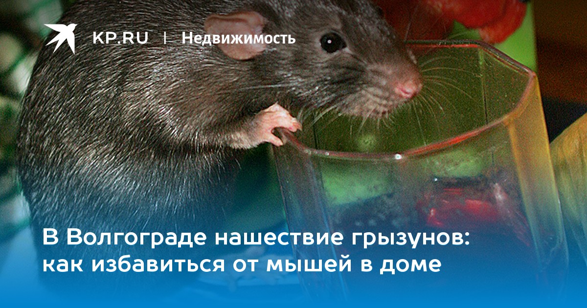 Как я избавился от мышей в доме из бруса: личный опыт и инструкция по выведению мышей